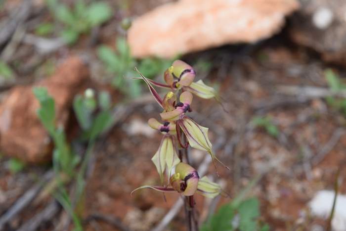 Caladenia cristata - Crested Spider Orchid-Sep-2018p0008.JPG